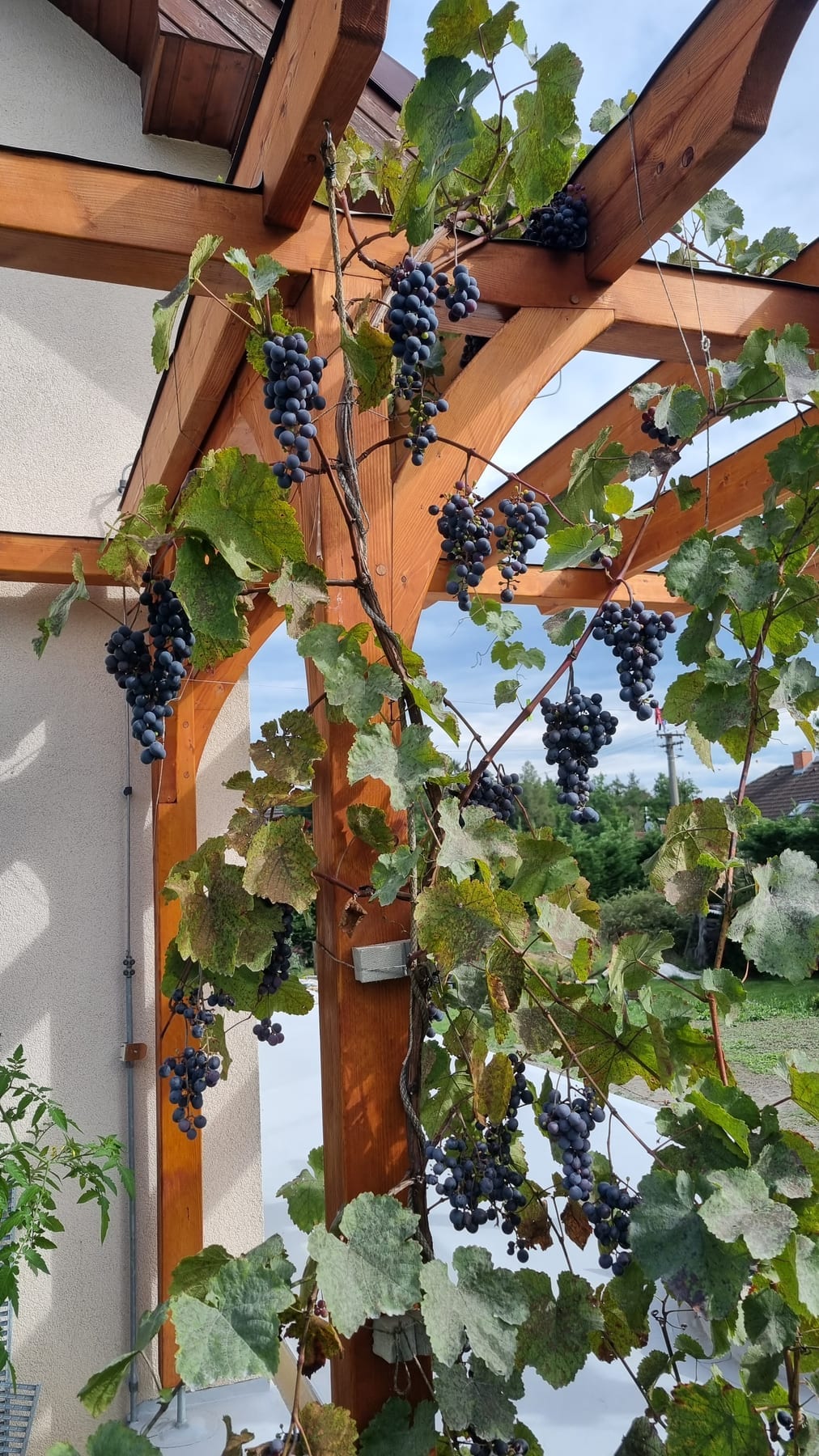 Pergola na révu vinnou
